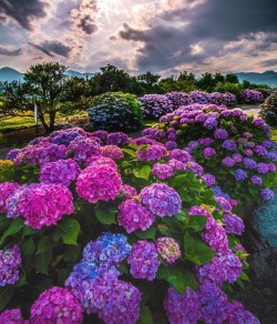 gulistan-blog:㋡🥀Colorful Hydrangeas..