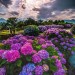 gulistan-blog:㋡🥀Colorful Hydrangeas..