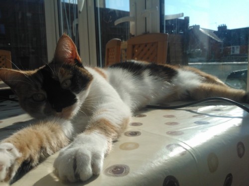 My gorgeous baby, Tilly, enjoying some sunshine! (submitted by falling-into-tartarus-together)