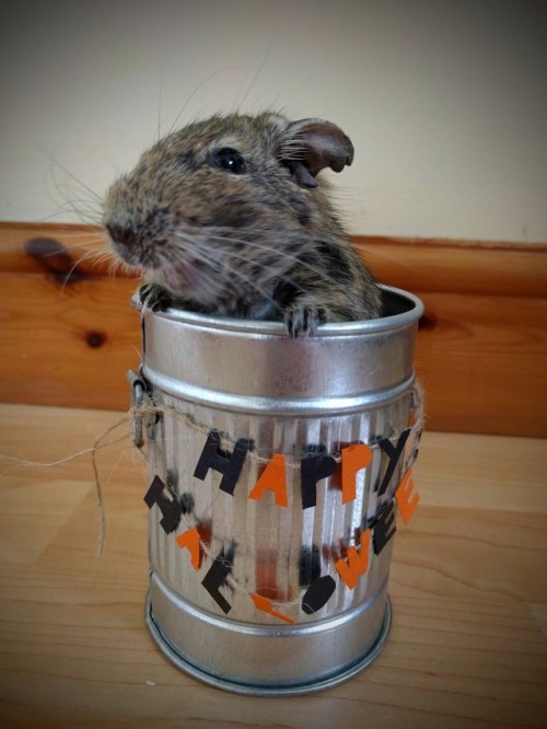 sillydegu:Happy Halloween from Daniel the Grouch