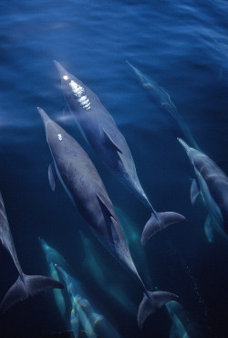 musts:  Assorted Dolphins by fotolen