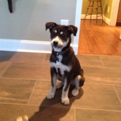 Miko! #Sistersdog #Lovehim #Miko #Husky #White #Black #Puppy