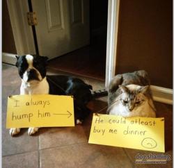 dogshaming:  Cat-astrophic dinner date  My