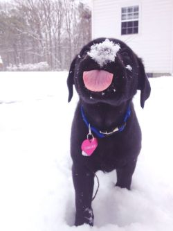 awwww-cute:  First snow for this sweet little girl