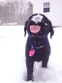 awwww-cute:  First snow for this sweet little