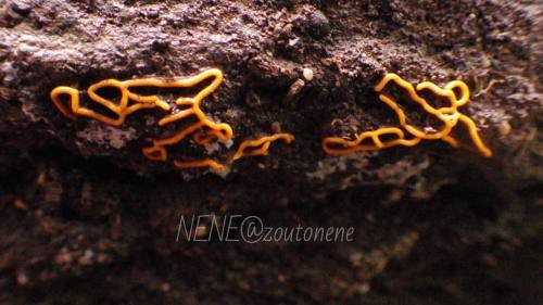 ちょっとプレッツェル感の足りないヘビヌカホコリ #myxomycetes #slimemold #粘菌 #変形菌