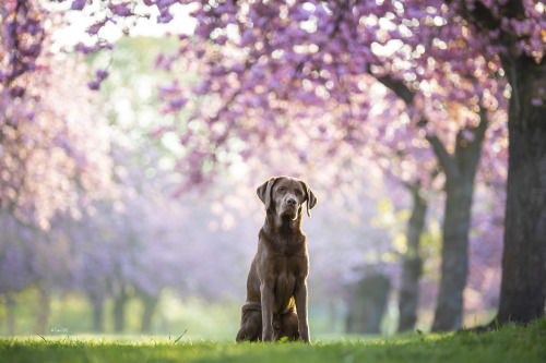 cherry trees