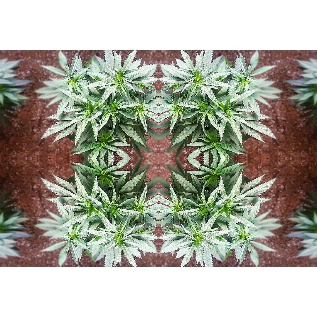 weedporndaily:  CandyLand🍭🍬🌟 by @v00d00xchild