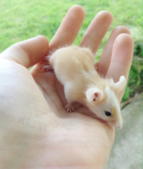 magicalfatnarwhal:“Mice are gross”