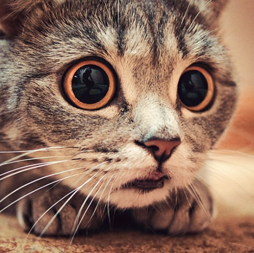 catsbeaversandducks:  Her Name Is Melissa  Melissa has seen things. Terrible things. Photos by ©Melissa Einstein 
