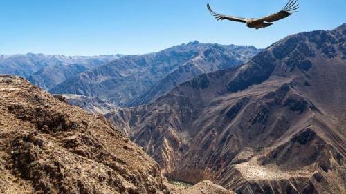 Colca CanyonA canyon that is twice as deep as the Grand Canyon cuts an awesome gash in the towering 