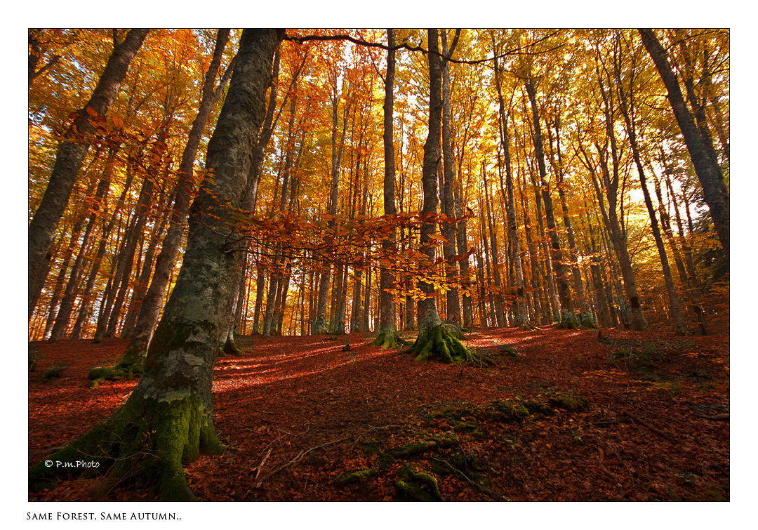 dailyautumn:  Same Forest, Same Autumn… by *comefosse