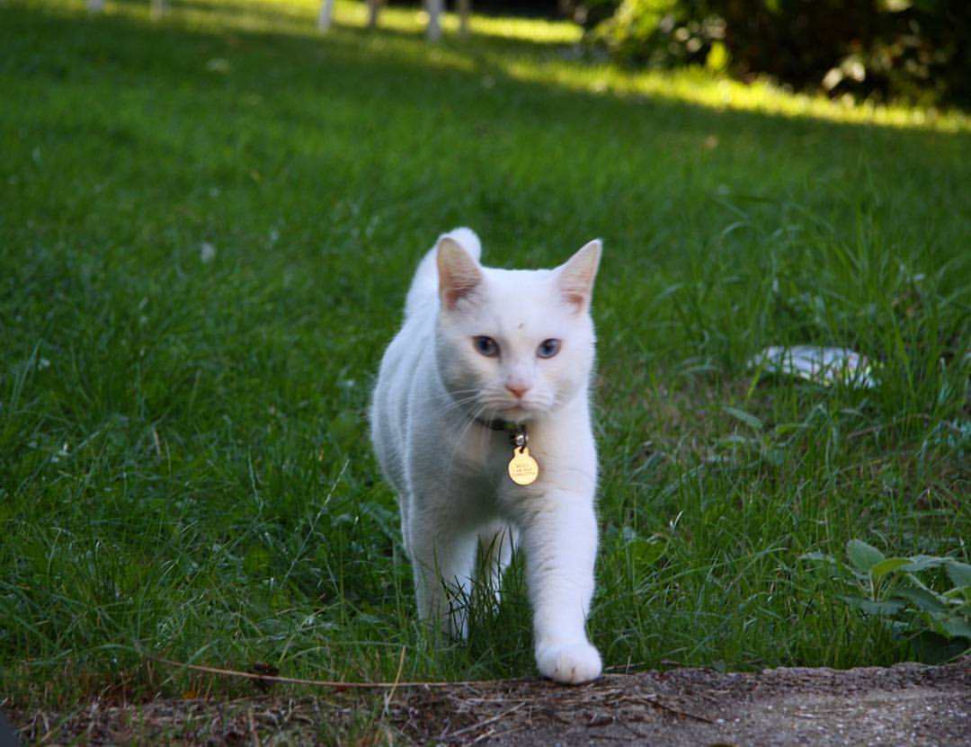 Meko looking like a kitten! 🐱   #meko #cat #catstagram #catsofinstagram #whitecat