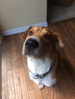 handsomedogs:This is Woody! He loves to eat