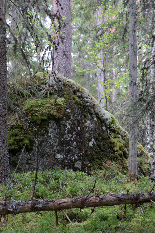 Göljådalen in Fulufjället national park, Dalarna, Sweden. 