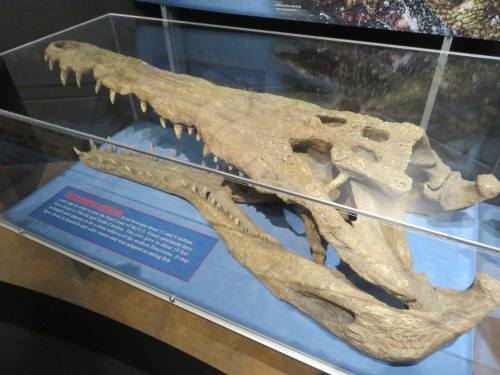 a-dinosaur-a-day: American Museum of Natural History, Part 20: CROCODILIANS!The “Crocs: Ancient Pred
