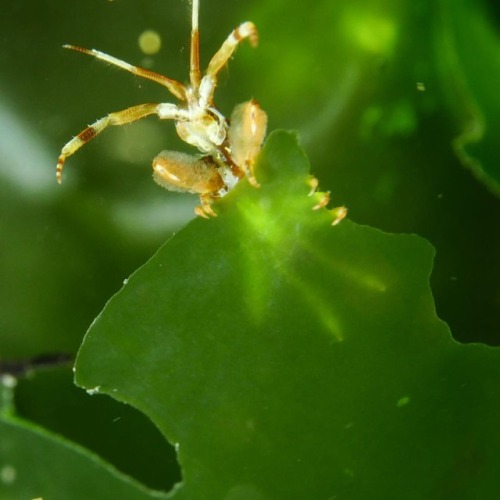 Skeleton shrimps, sometimes known as ghost shrimps (Family: Caprellidae) have slender bodies which a