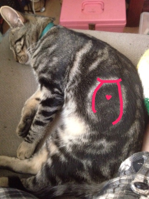 brokenscizzors:I think my cat is Daedric..Cat