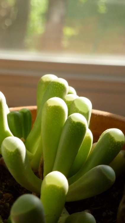 Fenestraria.  It has freckles.