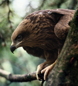 theraptorcage:  Black Kite 