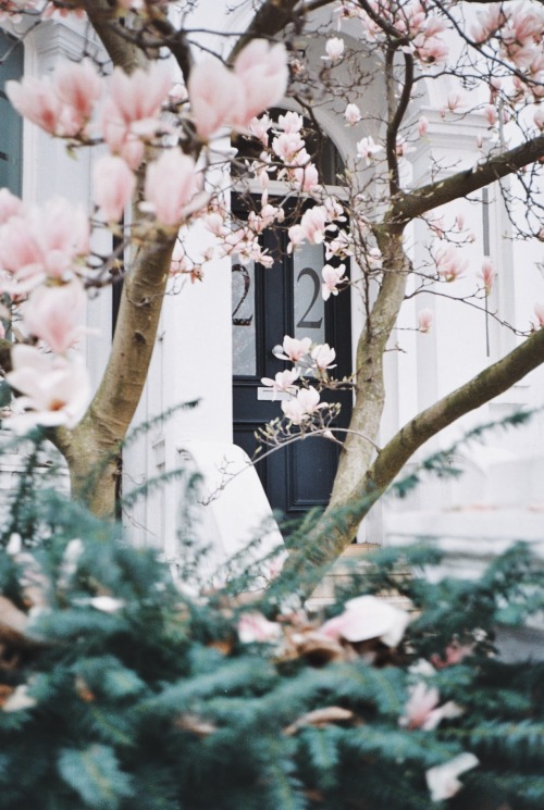 Between the blossom treesNotting Hill Photo: Helena Goddard