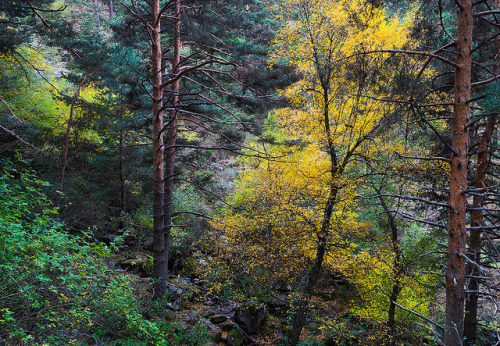 -Between the Pines- / -Entre los pinos- by alfonso maquedano on Flickr.