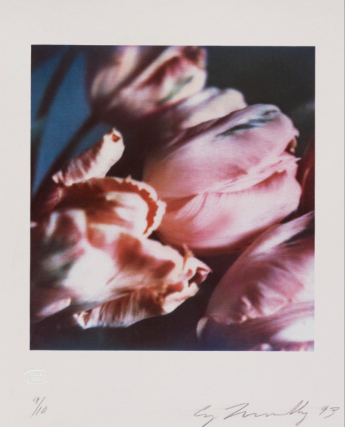 desimonewayland:Cy Twombly, Tulips III no. 1, 1993 - Carbon print