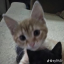 meowmeowmau