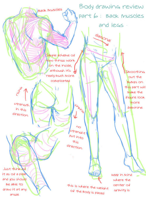 losthitsu:Body drawing review - translated version.Just for future drawing reference, maybe?