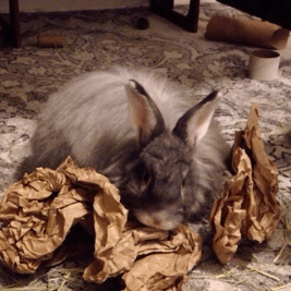 earlearlgreygrey:Forget about gifts, the packing material is the best part!