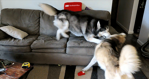 Snow Dogs Vlogs - TIME TO GO TOPLESS