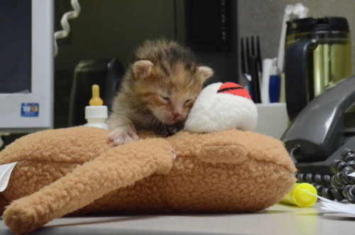 catsbeaversandducks:  A little furry crew member: a tiny rescued kitten prowls around TV station. KENS 5 & Kens5.com employees found quite the cute surprise hiding under a vehicle in their back parking lot. The precious kitten was about a week old