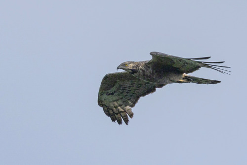 ハチクマ（Honey Buzzard）