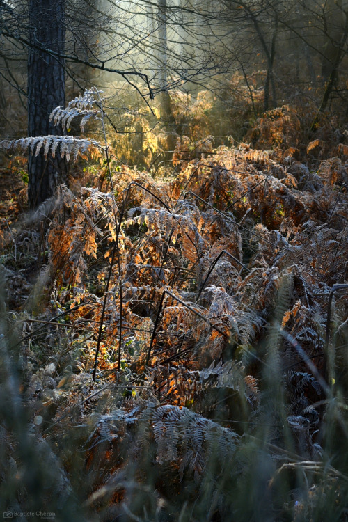 Magie des lumières d’hiver