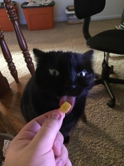 poyzn:  Animals that are innocently awesome.
