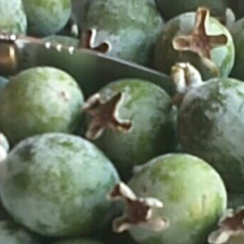 Instagram | edbattle | Feijoas for vodka infusion | http://bit.ly/1sa0P7d