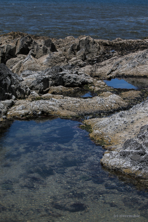 Tidal Pools - Middle Tide Zone, Cape Perpetua, Suislaw National Forest, Yachats, Oregonriverwindphot