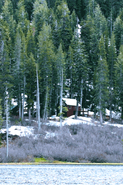 leahberman:  forest cabin