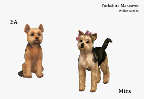 blue-ancolia:requested by my dear @rockonjennyYorkshire MakeoverHere is Chipie, she is a very calm l