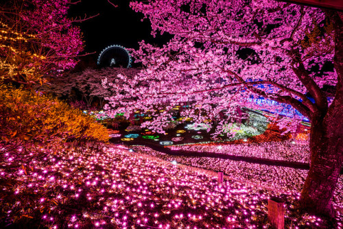electrail:  Sagamihara - Sagamiko Resort Pleasure Forest, Sagamiko Illumilion (2) by ジェイリー on Flickr.