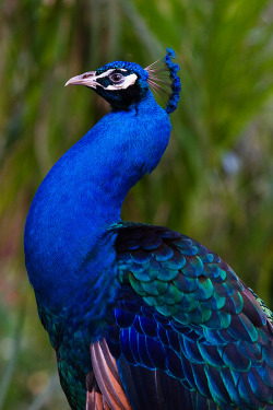 earthlynation:  Glorious Blue by secondclaw