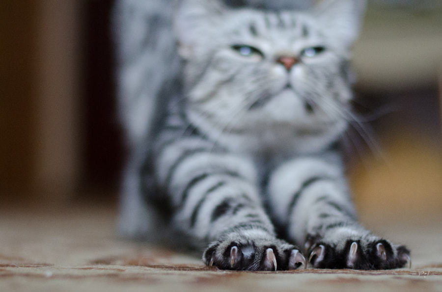 Beperken raken kanaal Scottish Straight cats — Sophie © Photo by Péter János