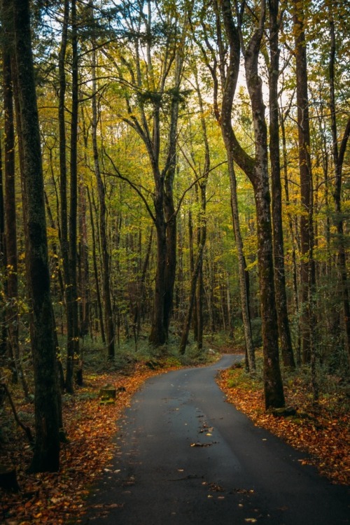 The secret fate of all life.Great Smoky Mountain National Park @zeisenhauer