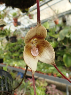 Orchid-A-Day:  Dracula Verticulosa May 26, 2016 