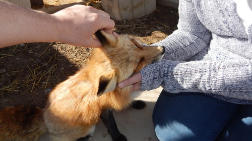 More pics from the sanctuary, three happy foxes getting some loving and petting, being content littl