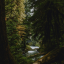 forestgreenscenes
