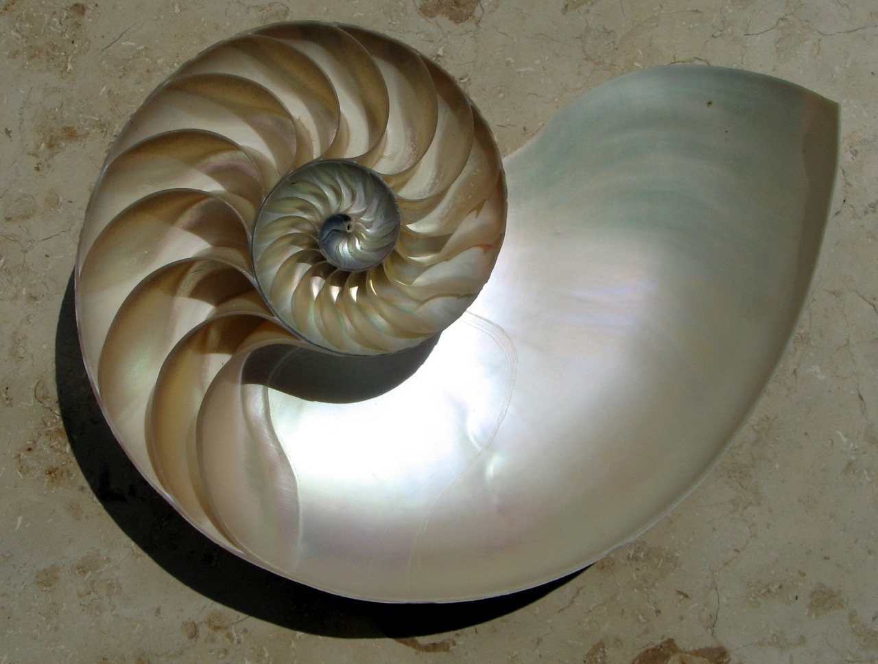 Nautilus shell sink