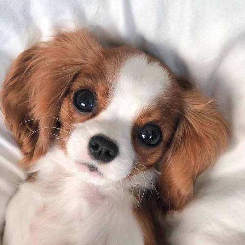 aww-so-pretty:Nessa the Cavalier