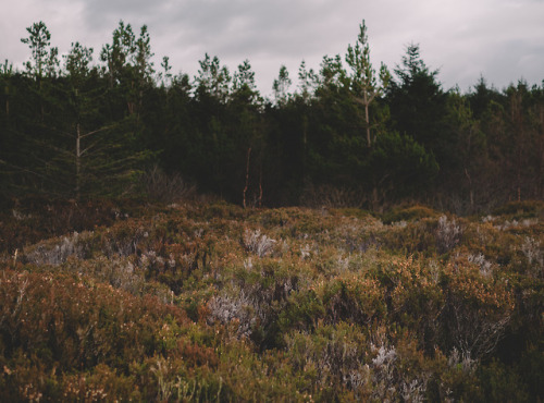 Winter woodland tones on the Isle of Eigg, Scotland