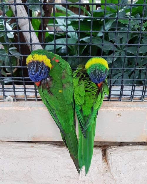 Lorikeet love #birdsofinstagram #rainbowlorikeet #nofilterneeded